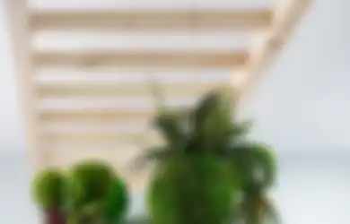 Kokedama, Teknik Menanam Tanaman yang Unik dari Jepang        