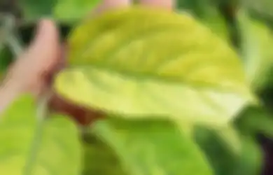 Daun Tanaman Anda Menguning? Berikut Alasan dan Solusinya!     