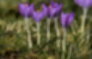 5 Cara Foto Bokeh dengan Modal Smartphone, Bisa Pakai Fitur Khusus