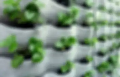 Cara Menghadirkan Vertical Garden dengan Sistem Kantung       