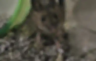 10 Cara Membersihkan Bau Kencing Tikus di Rumah, Dijamin Ampuh!