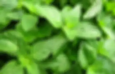 Sering Jadi Bahan Lalapan, Ini Resep Mengolah Daun Kemangi untuk Obat Herbal Sakit Maag Saat Puasa