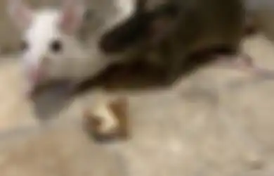 Coba Taruh Campuran Minyak Atsiri dan Bahan Dapur Ini, Jangan Heran Ruang Masak Bebas dari Kotoran Tikus 