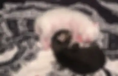 5 Cara Merawat Bayi Kucing. Harus Siapkan Mental dan Waktu!  