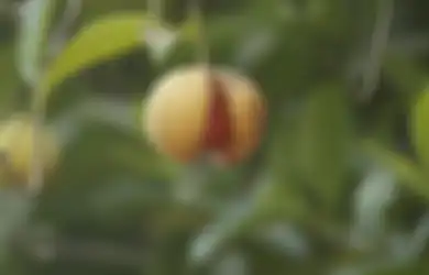 Bisa Jadi Obat Asam Lambung, Biji Pala Tak Boleh Dikonsumsi Sembarangan, Begini Cara Benar Meraciknya