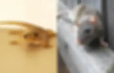 14 Cara Usir Cicak, Tikus hingga Ular yang Masuk Rumah