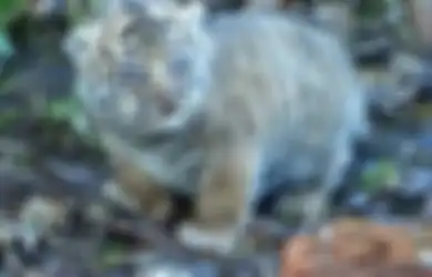 Khodam Harimau Bisa Tunduk dan Loyal Setengah Mati, Orang dengan Weton Jawa Ini Memiliki Energi Unik, Sekali Ngamuk Langsung Membabi Buta