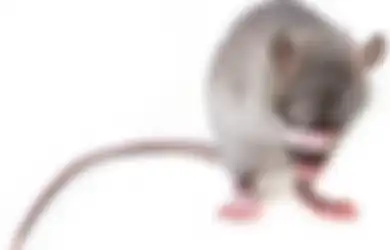 Tips Hidup: Begini Cara Berantas Tikus yang Seliweran di Rumah, Awas Bahaya Leptospirosis