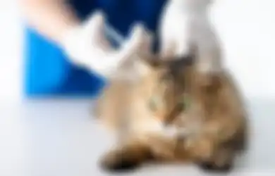 Perlukah Kucing Peliharaan Divaksin? Yuk Cek Tujuan dan Manfaatnya!