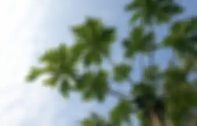 Tips Kesehatan, Gak Perlu Obat Mahal, Diabetes Bisa Langsung Lenyap Cuma Modal Daun Buah Ini