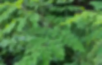 Tips Kesehatan, Ampuh Obati Asam Lambung, Berikut 5 Manfaat Daun Kelor yang Jarang Diketahui