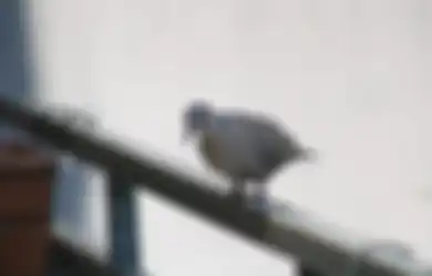 Ini Arti Burung Masuk Rumah Menurut Primbon Jawa, Pertanda Apa?