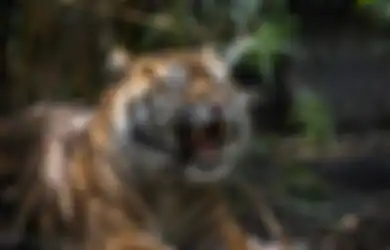 Terkenal Pemberani dan Punya Emosi Tinggi, Ini 3 Weton yang Disukai Khodam Harimau