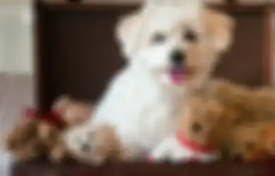 Menggemaskan, Ini 5 Ras Anjing Mirip Teddy Bear. Ada Favoritmu?