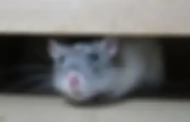 5 Pewangi Alami yang Ampuh Usir Tikus di Rumah. Biar Tikus Jera!