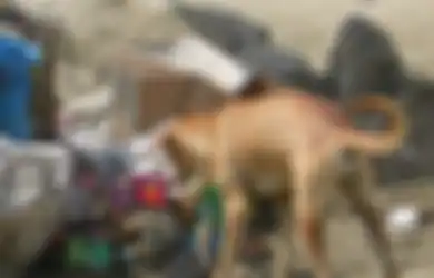 Anjing Gondol Jasad Bayi Tanpa Kepala Gegerkan Warga Kalimantan Barat, Polisi Curigai Hal Ini, Berharap Pelaku Segera Terungkap