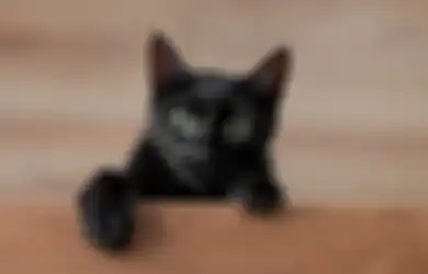 Rumah Kerap Disatroni Kucing Liar? Inilah 5 Tips Usir Anabul dengan Cara Aman dan Tanpa Kekerasan