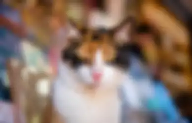 Video Kucing Kaget di Samarinda Viral di TikTok, Ternyata Gegara Dance Cover K-Pop Ini