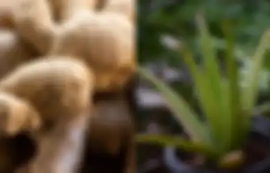 Sepuluh Obat Alami untuk Cegah Diabetes, Mulai dari Jahe hingga Lidah Buaya