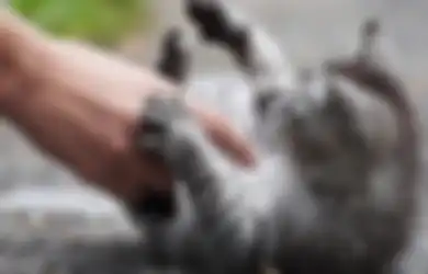 Sudah Wudhu Tapi Menyentuh Kucing Bisa Bikin Batal? #PowerUpRamadan