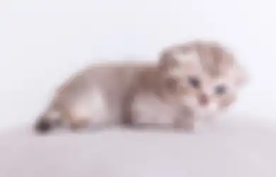 4 Tips Hempas Kutu yang Serang Anak Kucing, Dijamin Gak Bakal Menyakiti si Anabul Menggemaskan
