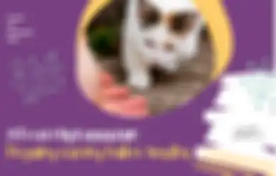 Pegang Kucing Setelah Wudhu Batal Enggak Ya? Berikut Penjelasannya