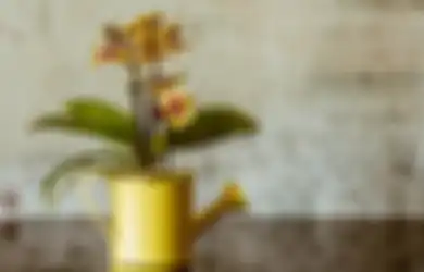 5 Ide Menarik Hampers Lebaran Unik yang Diberikan untuk Mertua, Salah Satunya Tanaman Hias