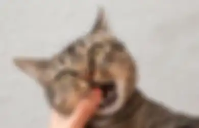 5 Tips Ampuh Cegah Kucing Buang Kotoran di Teras Rumah Kita Hanya dengan Bahan Alami Ini
