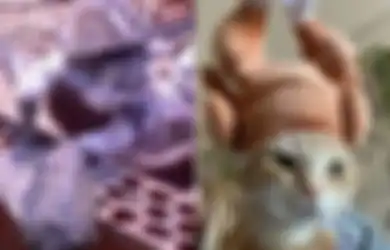 Pelihara Kucing Jika Ingin Segera Usir Khodam Jahat, Energi Hitam Bakal Lenyap dari Tubuh