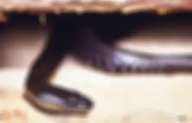 Ular Hitam Kecil Masuk Rumah Pertanda Apa dalam Primbon Jawa?