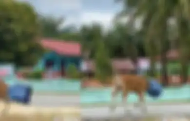 Viral di TikTok Sapi Lari Ngibrit hingga Masuk Selokan, Kepala Tersangkut Tong Sampah Lantaran Hal Ini