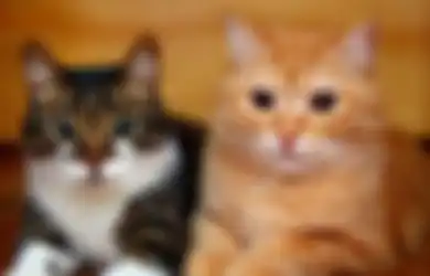 Cara Mengatasi Kucing yang Kepanasan, Kenali Tanda-tandanya Berikut Ini