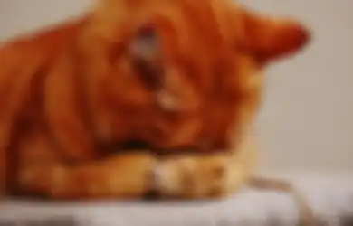 Begini Cara Mengatasi Kucing Stres, Jangan Sepelekan Perubahan Sikap si Anabul