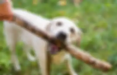 Kasus Rabies di NTT Capai Angka 12 Ribu, Pemerintah Tetapkan NTT KLB Rabies