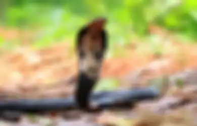 Kekuatan Khodam Ular Kobra, Bisa Buat Majikannya Lebih Tenang dan Stabil