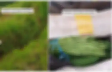 Viral di TikTok Kurir COD di Sukabumi, Antar Paket Dibayar Pakai Sayuran hingga Kasihan Pelanggan Tak Punya Uang Cash