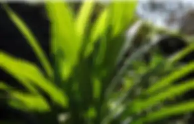 Tips Kesehatan dari Daun Pandan, Ampuh Turunkan Darah Tinggi hingga Gejala Diabetes