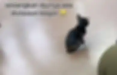 Viral di TikTok Anak Kucing Nyasar, Terbawa Kereta dari Stasiun Bogor Terpisah dari Induknya, Penumpang Ikut Sedih