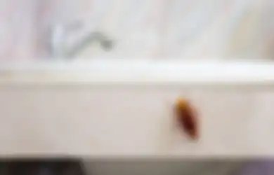 4 Bahan Alami yang Bisa Dipakai untuk Usir Kecoak di Kamar Mandi