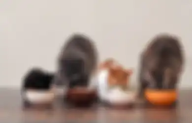 6 Kandungan yang Harus Ada pada Makanan Kucing. Jangan Asal Beli!
