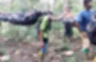 Video Penambang Emas Tandu Jenazah Rekannya Viral di TikTok, Jalan Kaki Seharian Menuju Kampung, Jasad Dibungkus Terpal