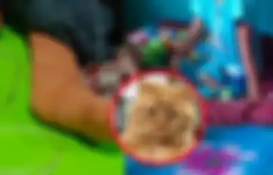Viral di TikTok, Bocah SD Terlindas Truk Demi Selamatkan Kucing, Kakinya Sampai Harus Diamputasi