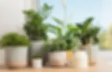 Ide Hadiah untuk Teman yang Pindah ke Rumah Baru, 10 Hal Ini Bisa Jadi Pertimbangan