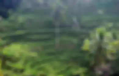 Susul Jakarta, Kualitas Udara Ubud Bali Sempat Sentuh Level Buruk, Bupati Gianyar: Pohon Masih Banyak