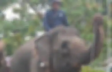 Seekor Gajah Jadi Penggerek Bendera saat Upacara HUT RI ke-78 di Riau, Berhasil Kibarkan Tepat Waktu