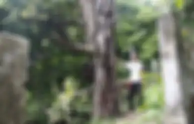 Pohon Cengkeh dan Pala, Simbol Sejarah dan Identitas Ternate