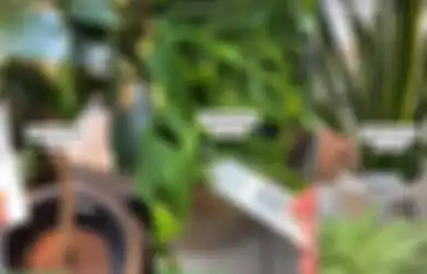 Bikin Dompet Auto Jebol, Viral di TikTok Putri Malu Dijual dengan Harga Tinggi di Swiss hingga Pohon Beringin Dibanderol Rp 7 Juta!