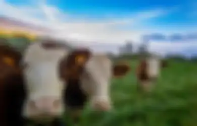 Viral di TikTok Pria Pelihara 7 Ekor Sapi di Apartemen, Tetangga Resah hingga Kompak Lakukan Hal Ini