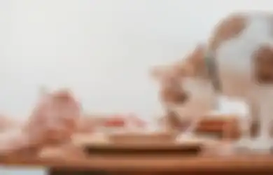 Awas, Ini 7 Makanan Manusia yang Ternyata Beracun untuk Kucing!