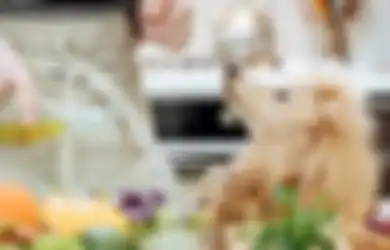 Aman, 7 Makanan Manusia Ini Boleh Dimakan Anjing Peliharaan Kita